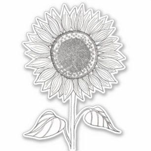 Cute Elegant Boho Black and White Pencil Sunflower Sticker