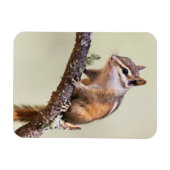 Cute en Chubby Chipmunk Magneet (Horizontaal)