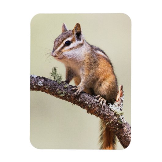 Cute en Chubby Chipmunk Magneet (Verticaal)