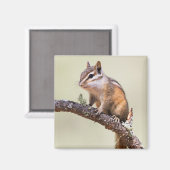Cute en chubby chipmunk magneet (Voorkant / Achterkant)