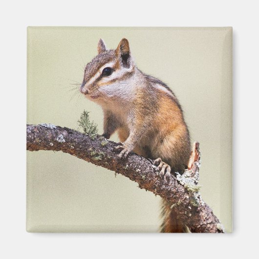 Cute en chubby chipmunk magneet (Voorkant)