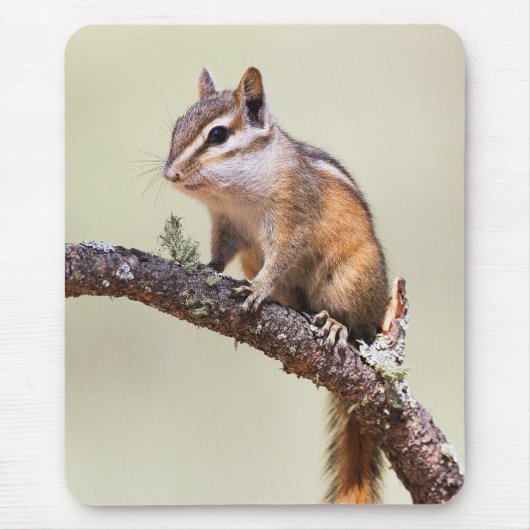 Cute en chubby chipmunk muismat (Voorkant)