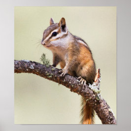 Cute en Chubby Chipmunk Poster