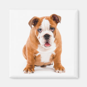 Cute English Bulldog Lover Funny Puppy Dog Magneet