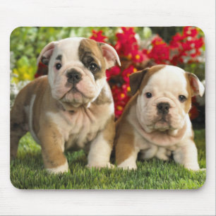 Cute English Bulldog Puppy Dogs Mousepad Muismat