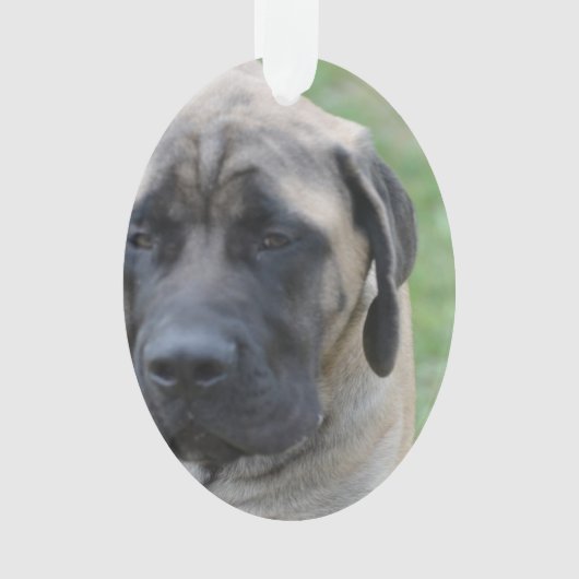 Cute English Mastiff Ornament (voorkant)