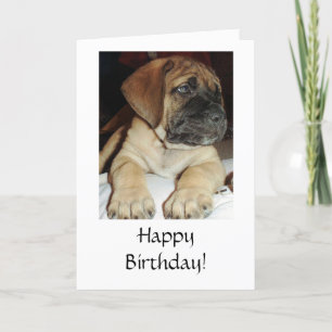Cute English Mastiff Puppy foto - Happy Birthday Kaart