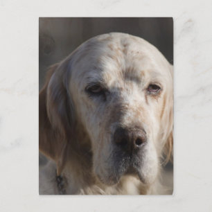 Cute English Setter Briefkaart