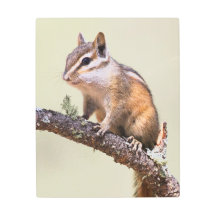 Cute et Chubby Chipmunk