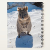 Cute et heureuse Quokka sur la plage en Australie