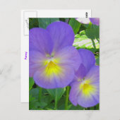 Cute Faced Pansy Briefkaart (Voorkant / Achterkant)