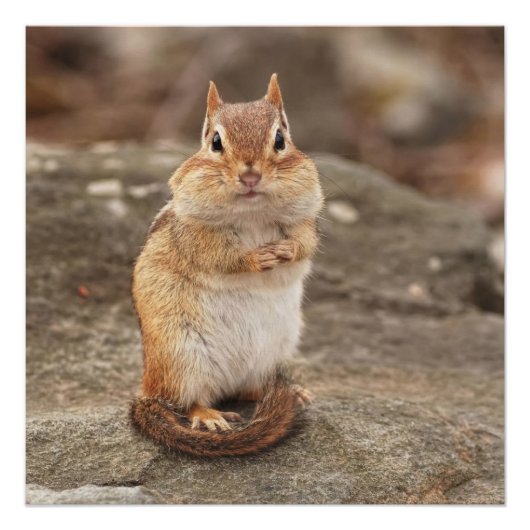 Cute Fat en Fluffy Chipmunk Perfect Poster (Voorkant)