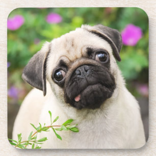 Cute Fawn Colored Pug Puppy Dog Face Pet Photo — Bier Onderzetter
