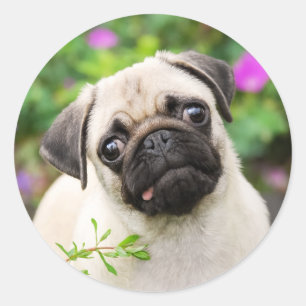 Cute Fawn Colored Pug Puppy Dog Face Pet Photo - Ronde Sticker
