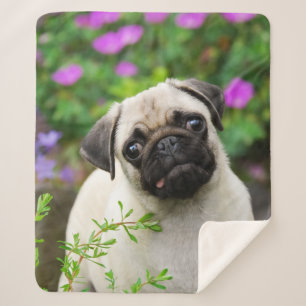 Cute Fawn Colored Pug Puppy Dog Face Pet Photo " Sherpa Deken