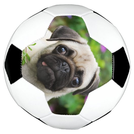 Cute fawn pug puppy voetbal (Gedraaid)