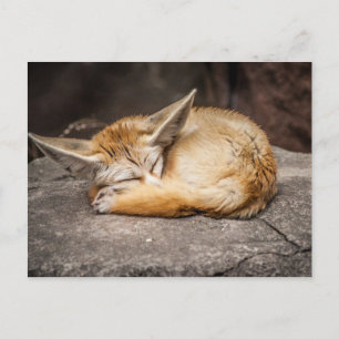 Cute Fennec Fox Briefkaart