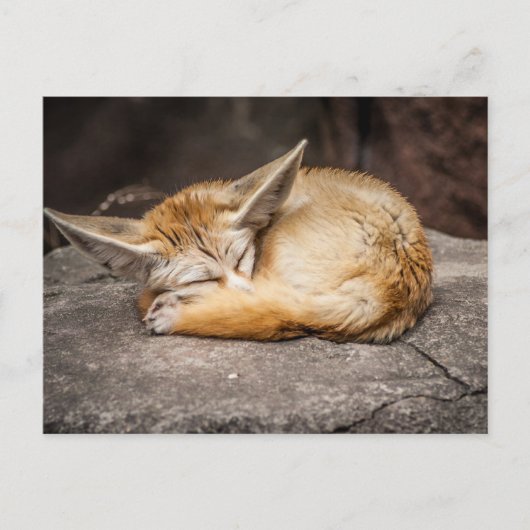 Cute Fennec Fox Briefkaart (Voorkant)