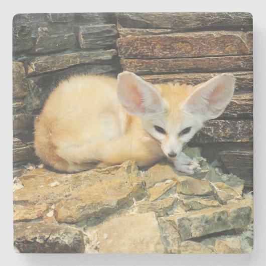 Cute fennec fox stenen onderzetter (Voorkant)