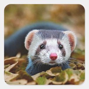 Cute Ferret Vierkante Sticker
