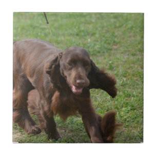 Cute Field Spaniel Tegeltje