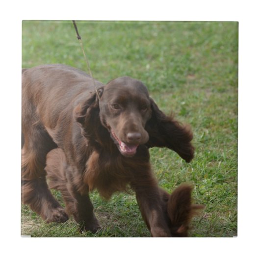 Cute Field Spaniel Tegeltje (Voorkant)