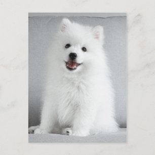 Cute Fluffy Japanse Spitz Puppy Briefkaart