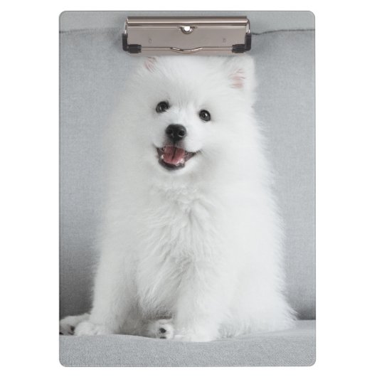 Cute Fluffy Japanse Spitz Puppy Klembord (Voorkant)