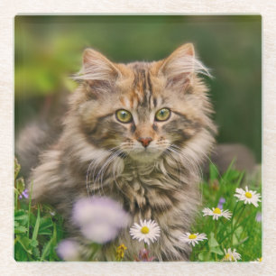 Cute Fluffy Maine Coon Kitten Cat in Flowers Photo Glazen Onderzetter