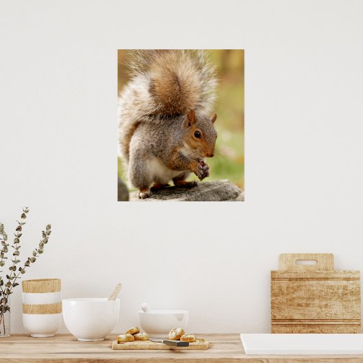 Cute Fluffy Squirrel Poster (Keuken)