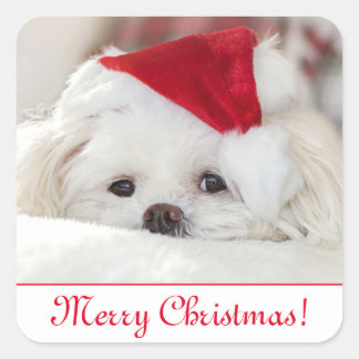Cute Fluffy White Maltese Puppy Dog in een Santa H Vierkante Sticker
