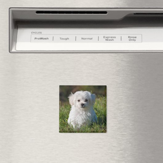 Cute Fluffy White Maltese Puppy Dog Magneet (Insitu (Vaatwasser))
