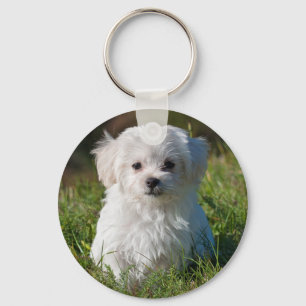Cute Fluffy White Maltese Puppy Dog Sleutelhanger