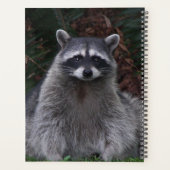 Cute Forest Raccoon Photo Faune (Dos)
