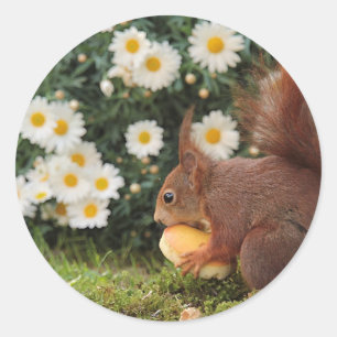 Cute foto van rode eekhoorn en madeliefjes ronde sticker