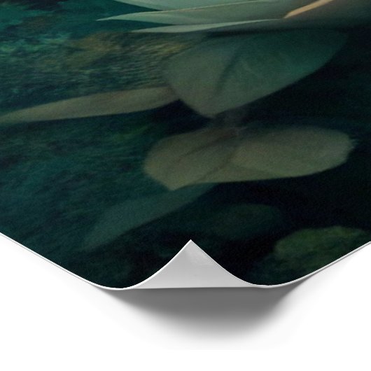 Cute Fox Poster (Hoek)