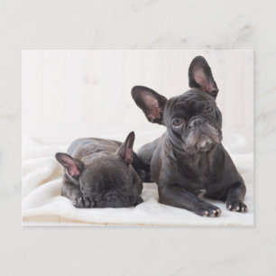 Cute French Bulldog Briefkaart