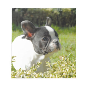 Cute French bulldog op gras Notitieblok