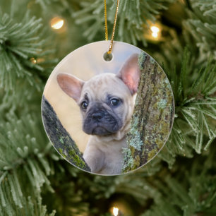 Cute French Bulldog Puppy Posing in a Branch Fork Keramisch Ornament