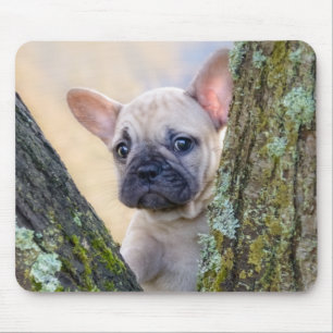 Cute French Bulldog Puppy Posing in a Branch Fork Muismat