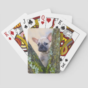 Cute French Bulldog Puppy Posing in a Branch Fork Pokerkaarten