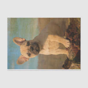 Cute French Bulldog puppy,  Tissuepapier