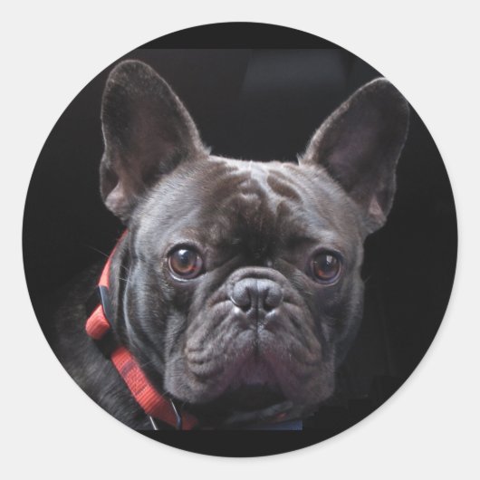 Cute French Bulldog Ronde Sticker (Voorkant)