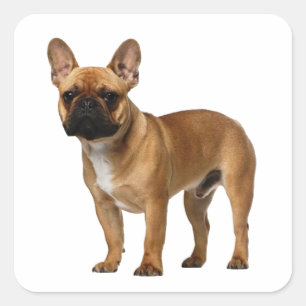 Cute Frenchie Puppy Dog French Bulldog Vierkante Sticker
