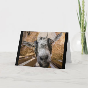 Cute Friendly Brown and Black Nubian Goat Photo Kaart