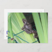 Cute Frog DIY Briefkaart (Voorkant / Achterkant)