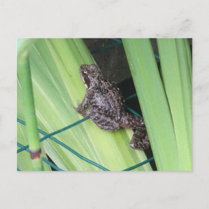 Cute Frog DIY Briefkaart