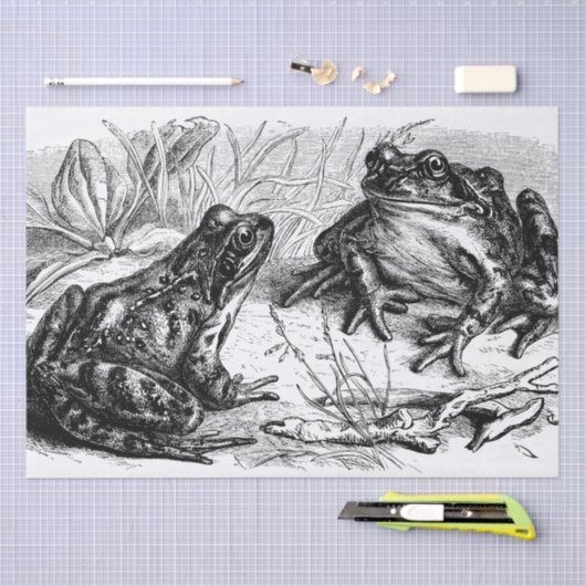 Cute Frogs Tissuepapier (Craft)