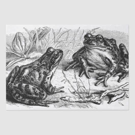 Cute  Frogs Tissuepapier (Voorkant)