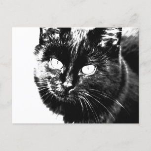 Cute Funky Black Cat Kitten Eyes Sketch Briefkaart